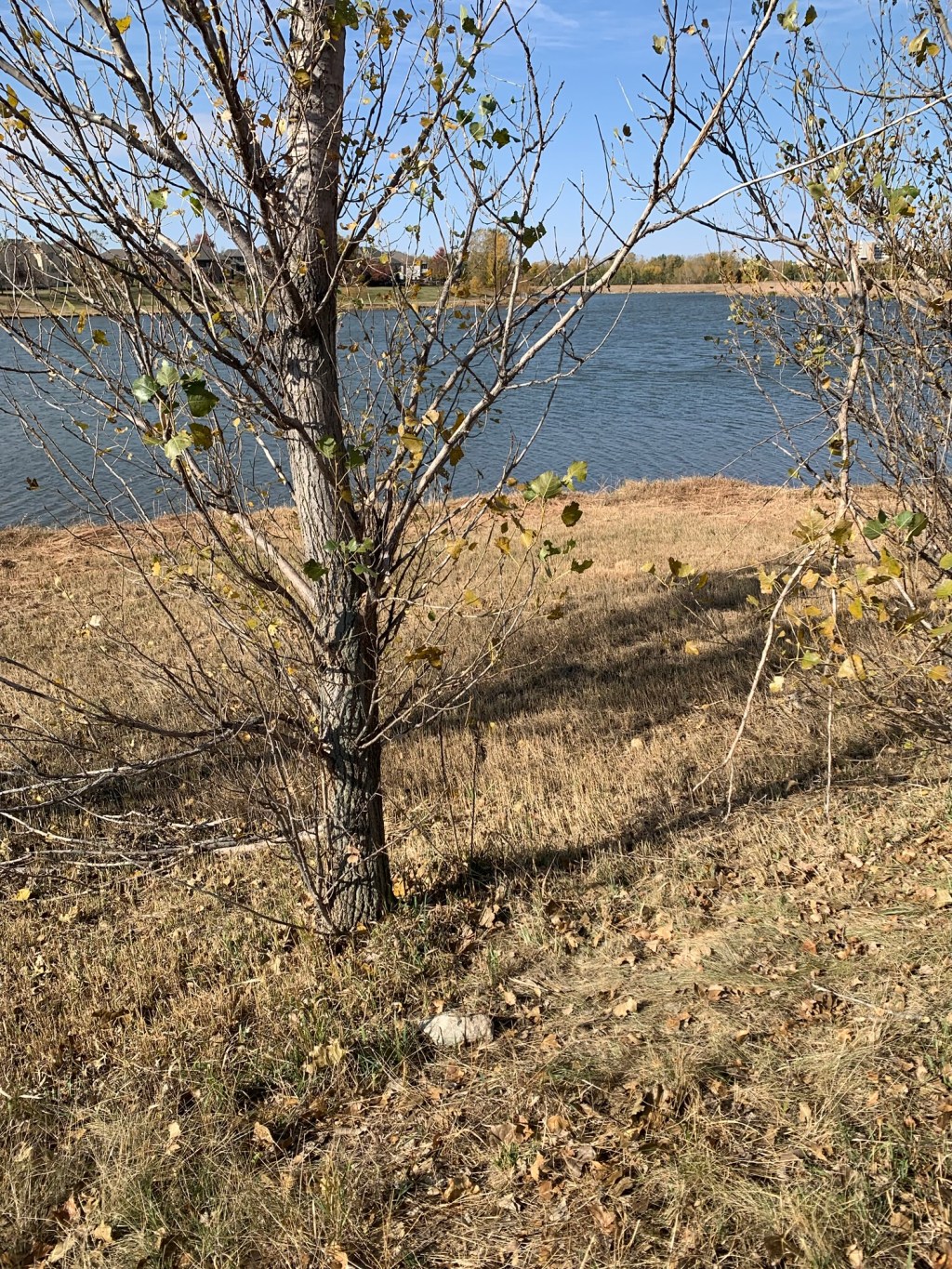 In which I reflect on the icon of Shadow&nbsp;Lake