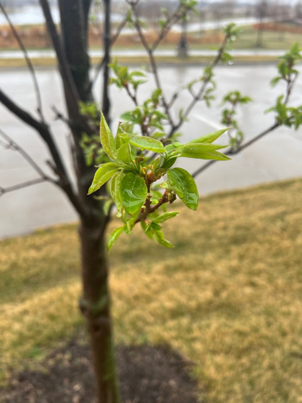 In which I am grateful for&nbsp;Spring